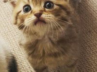 Scottish Fold Cutie Female