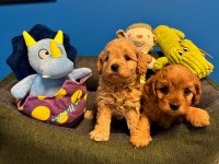 BABY FACE RED MALTİPOO YAVRULARIMIZ