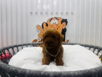Red Brown 2 Aylik Toy Poodle Yavrularımız