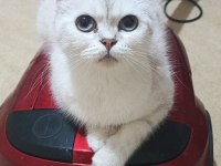 Minik british shorthair patiler