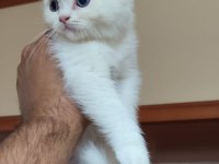 BRİTİSH SHORTHAİR KAR TOPLARI