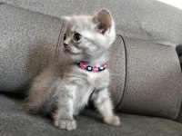 Safkan anne babadan british shorthair ayı surat yavrular