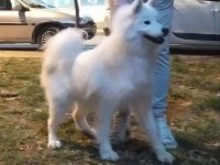 Üretim için safkan samoyed acil sahiplendirme