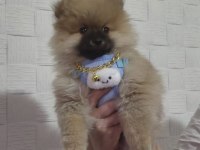 Pomeranian bebek köpeğimiz