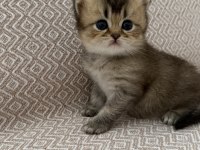 Dişi Golden British Shorthair Bebekler