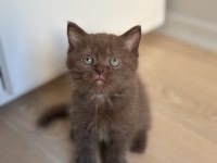 British shorthair çikolata