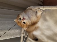 Son Erkek Golden british longhair Safkan Yavrum
