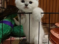 Böyle british shorthair güzellik görülmedi