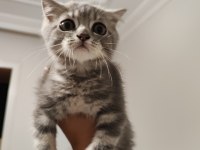 British shorthair kedimiz
