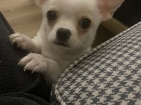 Tuvalet eğitimli erkek chihuahua 3 aylık erkek