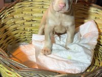 Albino doberman