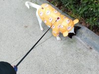 KÖPEĞİMİZE YUVA ARIYORUZ