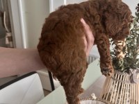 RED BROWN TOY POODLE BEBEKLER