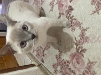 British shorthair tuvalet eğitimli