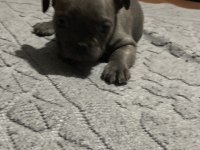 50 günlük french bulldog yavrular