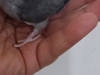 Kara kartal erkek forpus