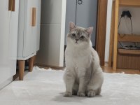 Blue point british shorthair