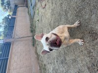 Lilac tan platinyum dişi french bulldog
