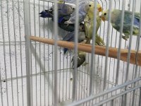 Rengarenk Yeni Ekip Papağanlar Hazır