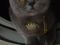 British shorthair 5 aylık sahiplendirme