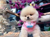 A kalite pomeranian boo