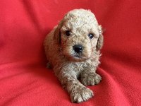 Maltipoo Yavrularım Yeni Yuvasını Bekliyor
