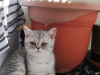 British shorthair