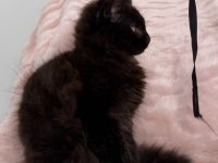 XXXL maine coon erkek üst kaliteli uygun
