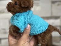 Minik tea cup kore poodle bebekler için ulaşabilirsiniz