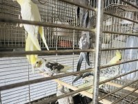 Sultan papağanlar toplu ya da adetli sahiplendirilecektir
