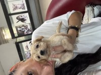 Maltipoo yavrularım sağlık ve ırk garantilidir