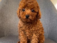 MİCRO BOY TOY POODLE YAVRULAR