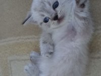 Mavi gözlü british shorthair yavrular
