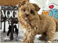 Petmode Köpek Çiftliğinden Tea Cup Morkie