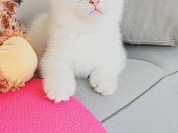 Beyaz mavi gözlü erkek british shorthair