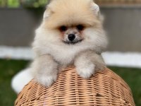 Ayı surat tecaup kore pomeranian yavrum
