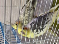 Sultan papağanı erkek dişi çift
