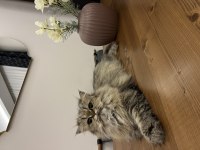 2 Yaşında Dişi Chinchilla