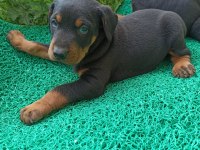 Doberman yavrularımız aşılı kimlikli teslim