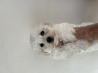 3.5 AYLIK DİŞİ MALTİPOO