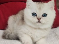 Masum güzellik ns24 british shorthair