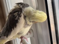 Tek sultan papağanı kafesiyle birlikte sahiplendirilecek