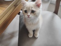 British Shorthair Krem Dişi Yavru