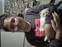 Scottish fold ve blue point kırması bebek