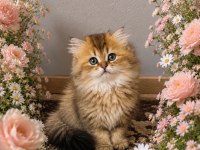 3 British Longhair 1 Shorthair