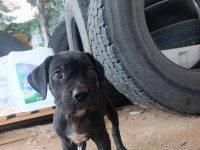 SAFKAN CANE CORSO YAVRULARI