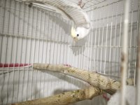Cream face albino çift sultan