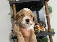 Maltipoo bebekler