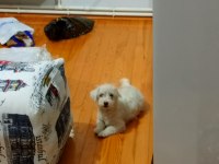 Köpeğimize acil yuva sahiplendirme