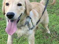 Eğitimli aşılı cipli golden retriever